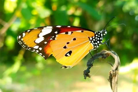Plain tiger butterfly perched on a tree branch Stock Photos