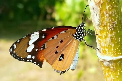 Plain tiger butterfly perched on a tree branch Stock Photos