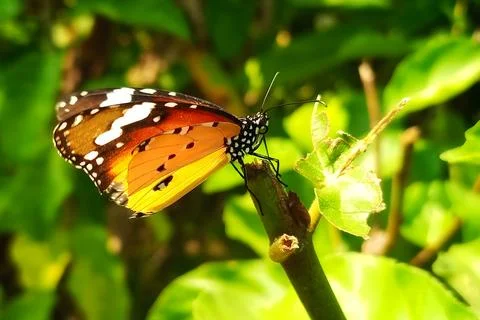 Plain tiger butterfly perched on a tree branch Stock Photos