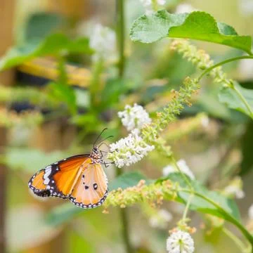 Plain tiger butterfly Stock Photos