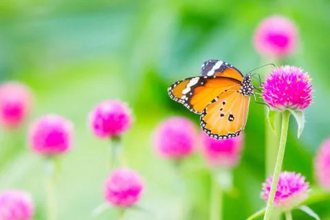 Plain tiger butterfly Stock Photos