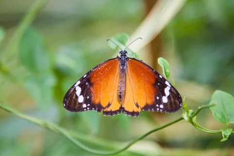 Plain tiger butterfly Stock Photos