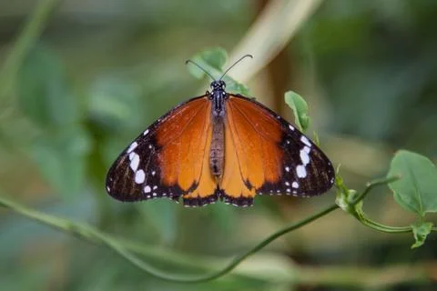 Plain tiger butterfly Stock Photos