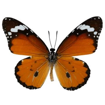 Plain Tiger butterfly Foto stock
