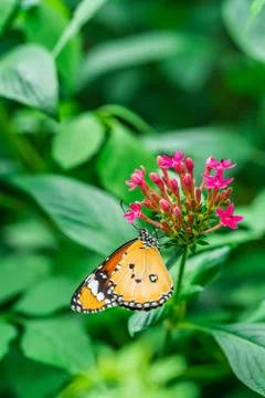 Plain tiger butterfly Stock Photos