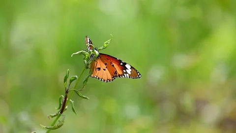 Plain Tiger butterfly resting on a leaf and flying away, leaving copy space 스톡 동영상 316998835