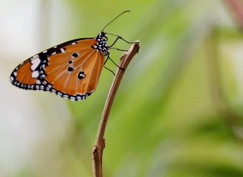 Plain Tiger (Danaus chrysippus) Foto stock