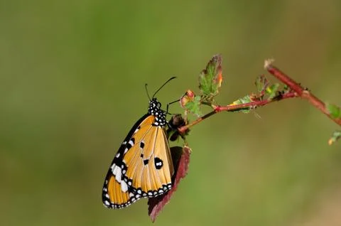 Plain Tiger Foto stock