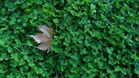 Plain tree leaf on clover meadow Stock Photos