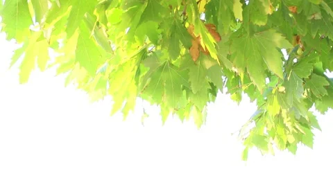 Plain tree leaves moving by the wind, sunny day, green leaves Stock Footage 136096704