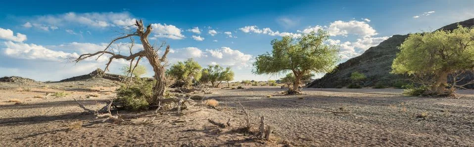 Plain with trees at sunny day Stock Photos