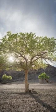 Plain with trees at sunny day Stock Photos