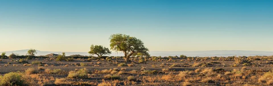 Plain with trees at sunny day Stock Photos