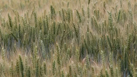 A plain wheat field in the sun 4k 30fps video Stock Footage 244886487