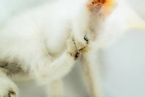 A plain white kitten with a clean, thick white fur Stock Photos