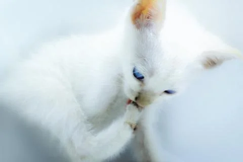 A plain white kitten with a clean, thick white fur Stock Photos