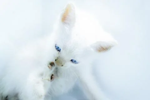 A plain white kitten with a clean, thick white fur Stock-Fotos