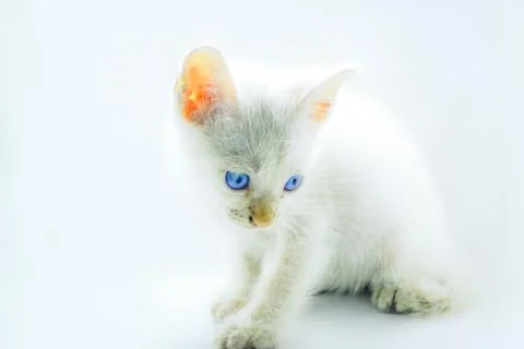 A plain white kitten with a clean, thick white fur Stock Photos