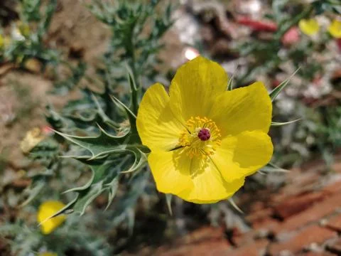 A plain yellow flower with sharp green leaves. Stock Photos