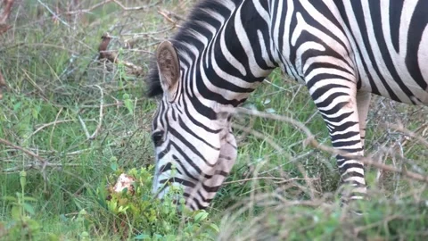 Plain Zebra Eating Grass At Lake Mburo National Park In Uganda, East Stock-Footage 238993280