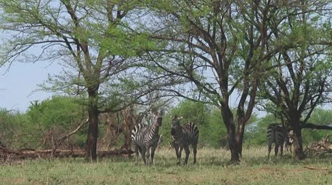 Plain zebra Stock Footage 10703813