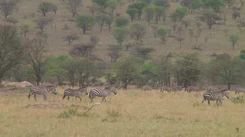 Plain zebra Stock Footage 10722206