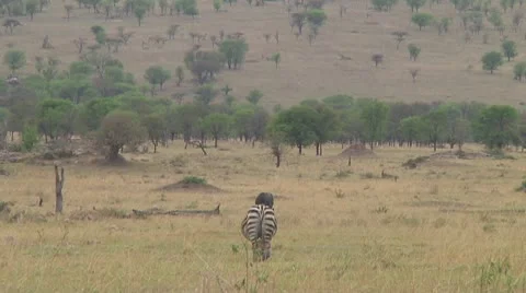 Plain zebra Stock Footage 10722220