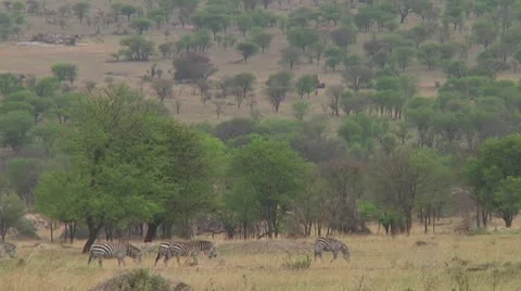 Plain zebra Stock Footage 10722230