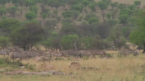 Plain zebra Stock Footage 10722240