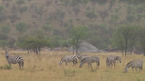 Plain zebra Stock Footage 10722247