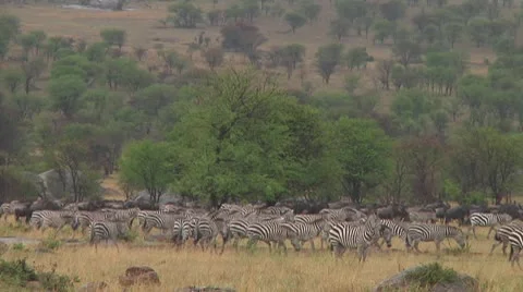 Plain zebra Stock Footage 10722268