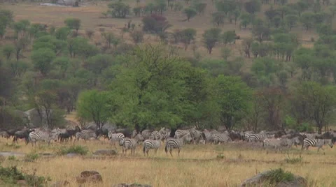 Plain zebra Stock Footage 10722308