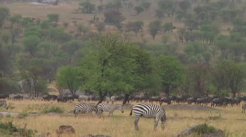 Plain zebra Stock Footage 10722358