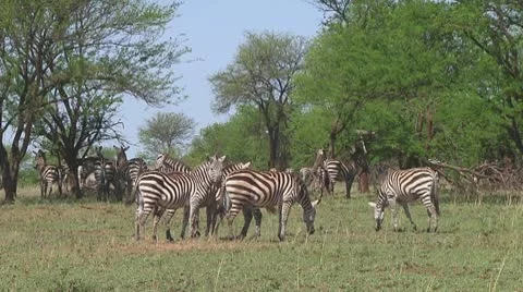 Plain zebra Stock-Footage 10722391