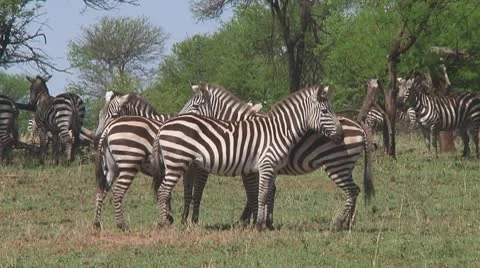 Plain zebra Stock Footage 10722406