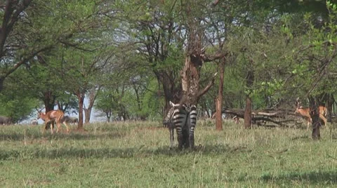 Plain zebra Stock Footage 10722434