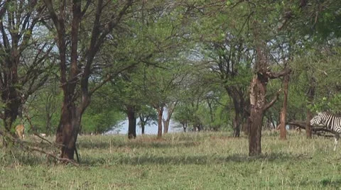 Plain zebra Stock Footage 10722491