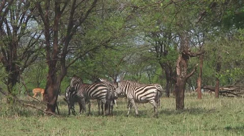 Plain zebra Stock Footage 10722530