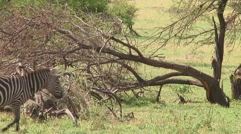 Plain zebra Stock Footage 10722550