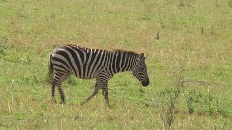 Plain zebra Stock Footage 10722564