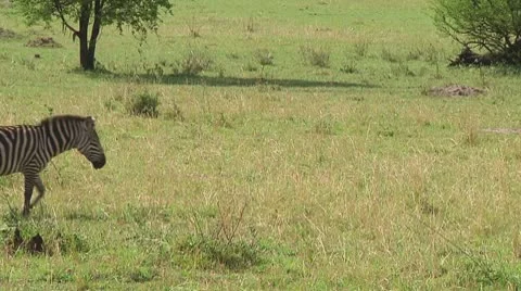 Plain zebra Stock Footage 10722608