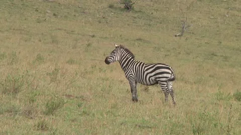 Plain zebra Stock Footage 10722633