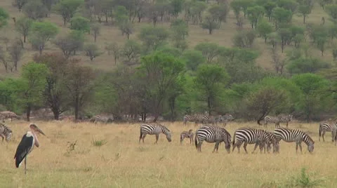 Plain zebra Stock Footage 10750147