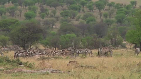 Plain zebra Stock Footage 10750153