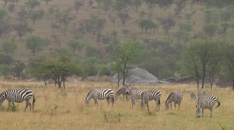 Plain zebra Stock Footage 10750173