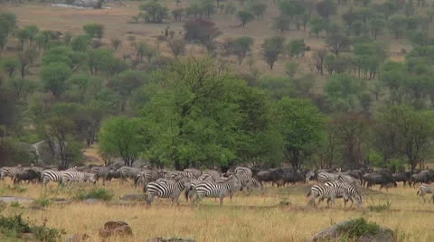 Plain zebra Stock Footage 10750186