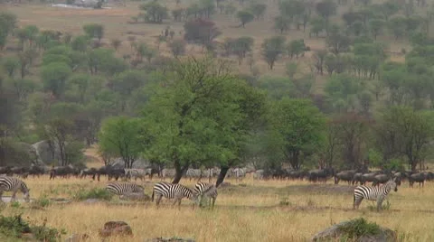 Plain zebra Stock Footage 10750192