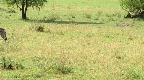 Plain zebra Stock Footage 10750238