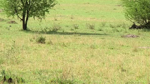 Plain zebra Stock Footage 10750256