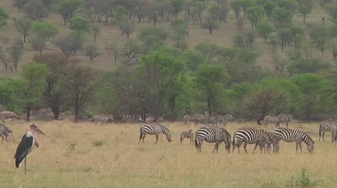 Plain zebra Stock Footage 10756366